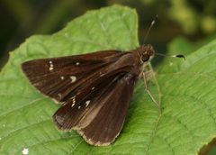 Lerema accius 92558603 by stephen. Used under a CC BY 4.0 license.