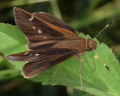 Lerema accius 92891518 by skitterbug. Used under a CC BY 4.0 license.