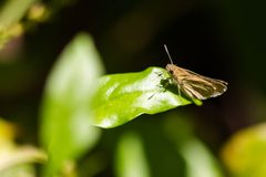 Eufala skipper by cricketsblog. Used under a CC BY 2.0 license.