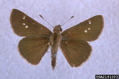 Lerodea eufala 2191003 by Charles T. and John R. Bryson, , Bugwood.org. Used under a CC BY 3.0 us license.