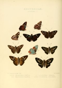 Illustrations of new species of exotic butterflies Hesperia I by William Chapman Hewitson
. Used under a Public domain license.