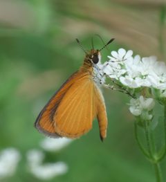 Ancyloxypha numitor P1000627a by 
xpda. Used under a CC BY-SA 4.0 license.