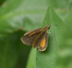 Ancyloxypha numitor P1180116a by 
xpda. Used under a CC BY-SA 4.0 license.