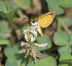 Ancyloxypha numitor P1210221a by
xpda. Used under a CC BY-SA 4.0 license.