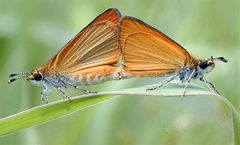 Skippers-mating by Raphael Carter. Used under a CC BY-SA 3.0 license.