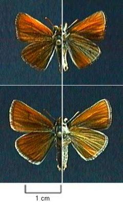 Oarisma garita by Northern Prairie Wildlife Research Center - USGS. Used under a Public domain license.