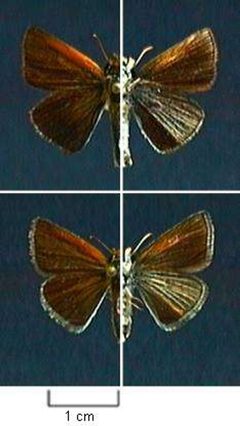 Oarisma poweshiek by Northern Prairie Wildlife Research Center - USGS. Used under a Public domain license.