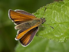 Ochlodes sylvanus MichaD by Michael Apel. Used under a CC BY-SA 2.5 license.