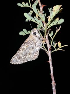 Agathymus stephensi 163176253 by Madeleine Claire. Used under a CC BY 4.0 license.