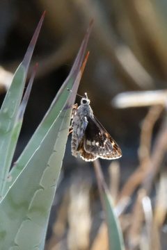 Agathymus stephensi 163183072 by Madeleine Claire. Used under a CC BY 4.0 license.