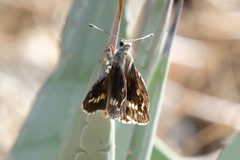 Agathymus stephensi 163183108 by Madeleine Claire. Used under a CC BY 4.0 license.