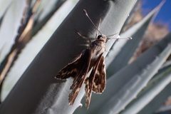 Agathymus stephensi 163187726 by Madeleine Claire. Used under a CC BY 4.0 license.