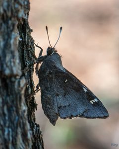 Megathymus cofaqui 129758584 by Roy Cohutta. Used under a CC BY 4.0 license.