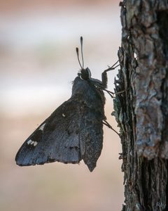 Megathymus cofaqui 129759760 by Roy Cohutta. Used under a CC BY 4.0 license.