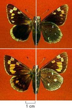 Megathymus streckeri by Northern Prairie Wildlife Research Center, USGS. Used under a Public domain license.