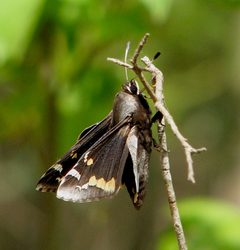 Megathymus yuccae 100352483 by desertnaturalist. Used under a CC BY 4.0 license.