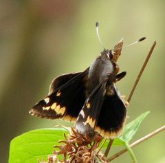Megathymus yuccae 100587066 by desertnaturalist. Used under a CC BY 4.0 license.