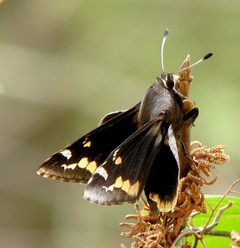 Megathymus yuccae 100587073 by desertnaturalist. Used under a CC BY 4.0 license.