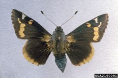 Megathymus yuccae 2190091 by Charles T. and John R. Bryson, , Bugwood.org. Used under a CC BY 3.0 us license.
