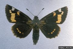 Megathymus yuccae 2190092 by Charles T. and John R. Bryson, , Bugwood.org. Used under a CC BY 3.0 us license.