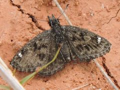 Hesperopsis alpheus 2785174 by Sam Kieschnick. Used under a CC BY 4.0 license.