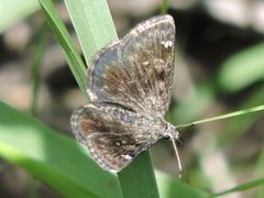 Hesperopsis alpheus 4926810 by Sam Kieschnick. Used under a CC BY 4.0 license.