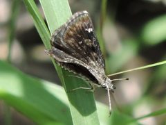 Hesperopsis alpheus 4926811 by Sam Kieschnick. Used under a CC BY 4.0 license.