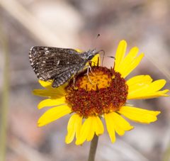 Hesperopsis alpheus 72525135 by Robb Hannawacker. Used under a CC0 license.