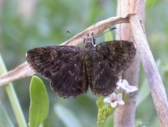 Hesperopsis gracielae 3056422 by Nick Block. Used under a CC BY 4.0 license.