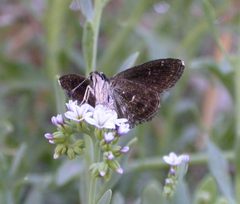 Hesperopsis gracielae 3056424 by Nick Block. Used under a CC BY 4.0 license.