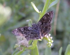 Hesperopsis gracielae 3056426 by Nick Block. Used under a CC BY 4.0 license.