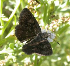 Hesperopsis gracielae 3056430 by Nick Block. Used under a CC BY 4.0 license.