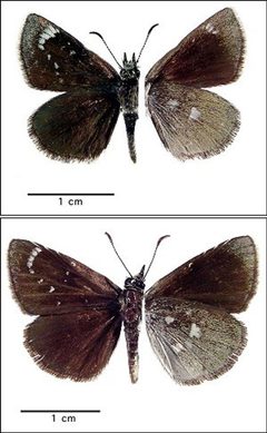 Hesperopsis libya by Northern Prairie Wildlife Research Center - USGS. Used under a Public domain license.