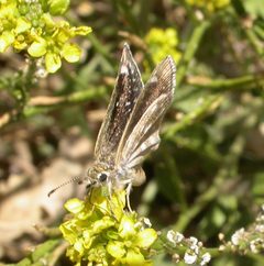 Hesperopsis libya 3069778 by Nick Block. Used under a CC BY 4.0 license.