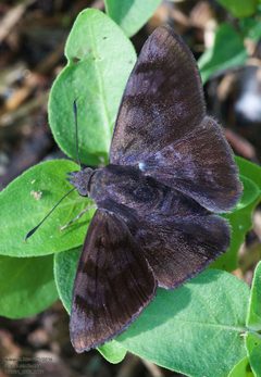 Pellicia arina 243296552 by John Rosford. Used under a CC BY 4.0 license.