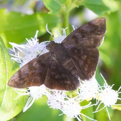 Pellicia arina 2639346 by Ken-ichi Ueda. Used under a CC BY 4.0 license.
