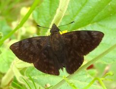 Pellicia arina 2672766 by Francisco Farriols Sarabia. Used under a CC BY 4.0 license.