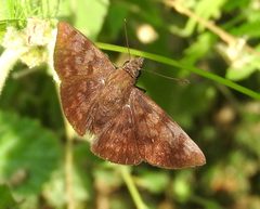 Pellicia arina 2672768 by Francisco Farriols Sarabia. Used under a CC BY 4.0 license.