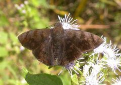 Pellicia arina 3039084 by Nick Block. Used under a CC BY 4.0 license.