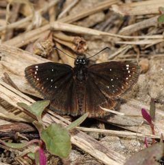 Pholisora catullus 283834721 by Adrienne van den Beemt. Used under a CC BY 4.0 license.