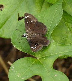 Pholisora catullus 322901596 by Wendy McCrady. Used under a CC BY 4.0 license.