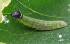 Pholisora catullus larva by Jacy Lucier. Used under a CC BY-SA 4.0 license.