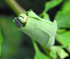 Pholisora catullus larva eats nest by Jacy Lucier. Used under a CC BY-SA 4.0 license.