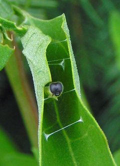 Pholisora catullus larva making nest by Jacy Lucier. Used under a CC BY-SA 4.0 license.