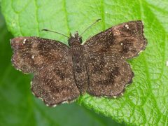 Staphylus hayhurstii 266982558 by Sam Kieschnick. Used under a CC BY 4.0 license.