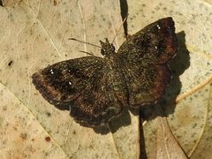 Staphylus hayhurstii 49933141 by Sam Kieschnick. Used under a CC BY 4.0 license.