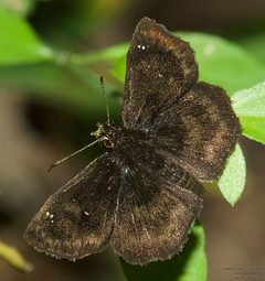 Staphylus mazans 166827175 by John Rosford. Used under a CC BY 4.0 license.