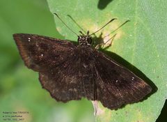 Staphylus mazans 244055576 by John Rosford. Used under a CC BY 4.0 license.
