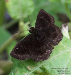 Staphylus mazans 263148468 by John Rosford. Used under a CC BY 4.0 license.