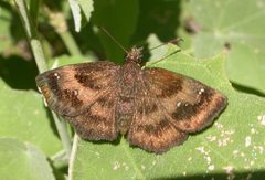 Staphylus mazans 3030206 by Nick Block. Used under a CC BY 4.0 license.